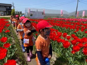 梨の花粉付け体験に行きました