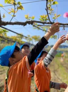 梨の花粉付け体験に行きました