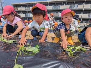 さつまいもの苗植えをしました