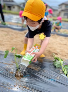 さつまいもの苗植えがありました