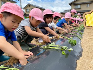 さつまいもの苗植えがありました