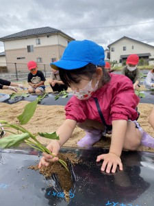 さつまいもの苗植えがありました