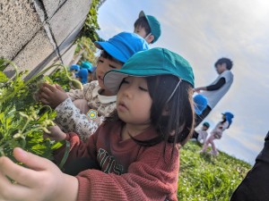 よもぎつみ・おやきづくりをしました（４歳児れんげ組、５歳児さくら組）