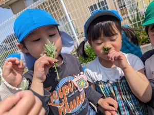 よもぎつみ・おやきづくりをしました（４歳児れんげ組、５歳児さくら組）