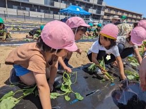さつま芋の苗植えを行いました