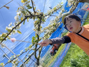 梨の花粉付け体験に行きました（５歳児さくら組）