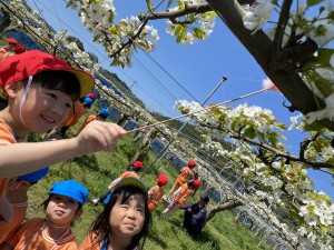 梨の花粉付け体験に行きました（５歳児さくら組）