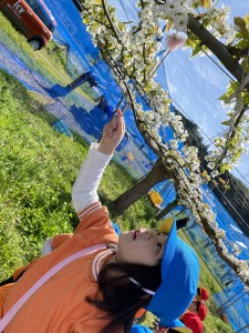 梨の花粉付け体験に行きました（５歳児さくら組）