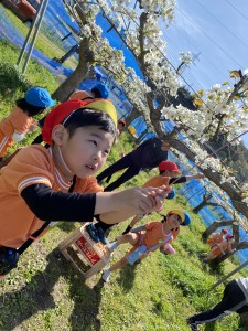 梨の花粉付け体験に行きました（５歳児さくら組）