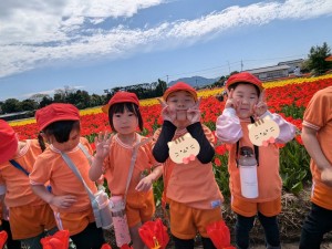 梨の花粉付け体験に行きました（５歳児さくら組）