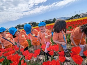 梨の花粉付け体験に行きました（５歳児さくら組）