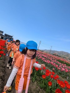 梨の花粉付け体験に行きました（５歳児さくら組）