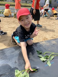 さつまいもの苗植えをしました（３・４・５歳児）