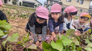さつまいも掘りをしました