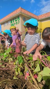 さつまいも掘りをしました