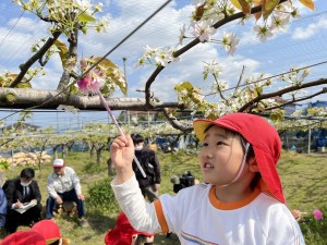 梨の花粉づけに行きました♪