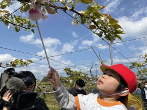 梨の花粉づけに行きました♪