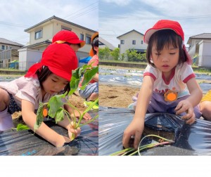 さつまいもの苗植えをしたよ🍠（３.４.５歳児）