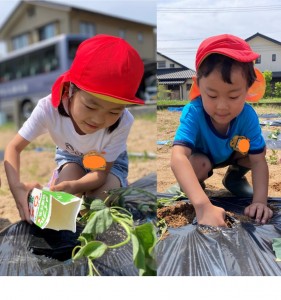 さつまいもの苗植えをしたよ🍠（３.４.５歳児）