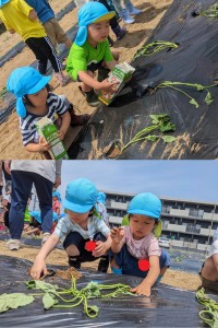 さつまいもの苗植えをしたよ🍠（３.４.５歳児）