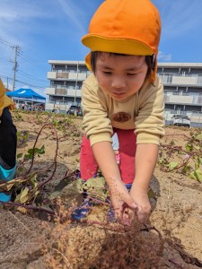 さつまいも掘りをしたよ🍠（３.４.５歳児）