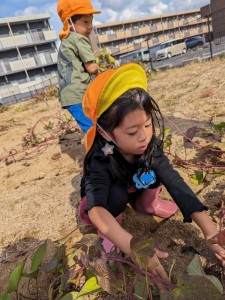 さつまいも掘りをしたよ🍠（３.４.５歳児）