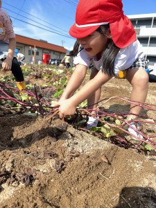 さつまいも掘りをしたよ🍠（３.４.５歳児）