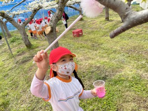 梨の花粉付け体験に行きました！