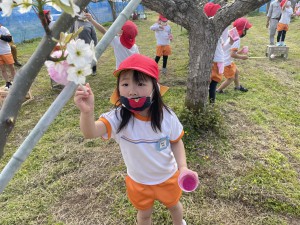 梨の花粉付け体験に行きました！