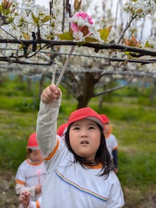 梨の花粉づけに出掛けました♪（５歳児さくらぐみ）