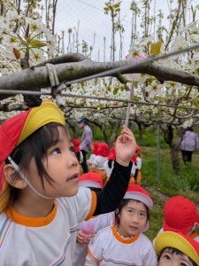 梨の花粉づけに出掛けました♪（５歳児さくらぐみ）