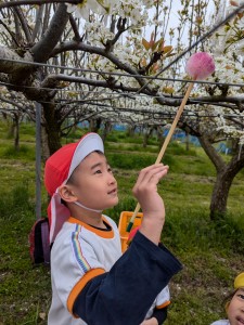 梨の花粉づけに出掛けました♪（５歳児さくらぐみ）