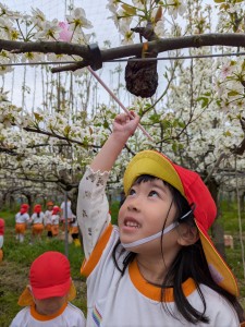 梨の花粉づけに出掛けました♪（５歳児さくらぐみ）