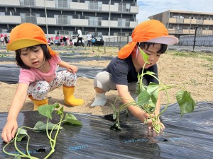 さつまいもの苗植えをしたよ🍠（３・４・５歳児）