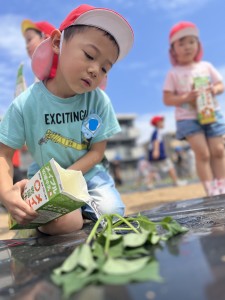 さつまいもの苗植えをしたよ🍠（３・４・５歳児）