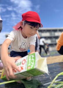 さつまいもの苗植えをしたよ🍠（３・４・５歳児）