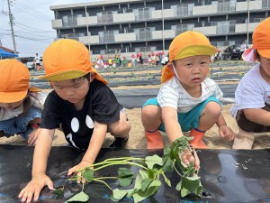 さつまいもの苗植えをしたよ🍠（３・４・５歳児）