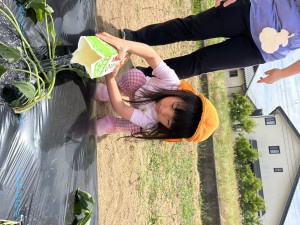 さつまいもの苗植えをしたよ🍠（３・４・５歳児）