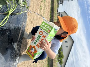 さつまいもの苗植えをしたよ🍠（３・４・５歳児）