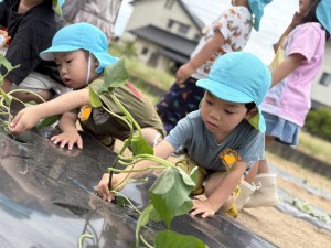 さつまいもの苗植えをしたよ🍠（３・４・５歳児）