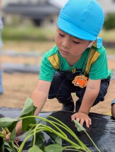 さつまいもの苗植えをしたよ🍠（３・４・５歳児）