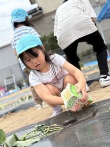さつまいもの苗植えをしたよ🍠（３・４・５歳児）