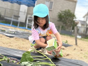 さつまいもの苗植えをしたよ🍠（３・４・５歳児）