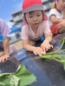 さつまいもの苗植えをしたよ🍠（３・４・５歳児）