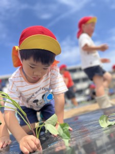 さつまいもの苗植えをしたよ🍠（３・４・５歳児）