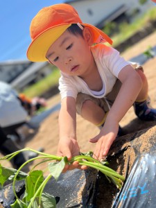 さつまいもの苗植えをしました