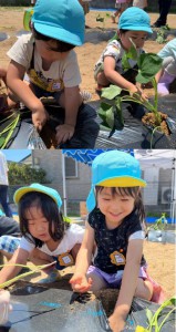 さつまいもの苗植えをしました