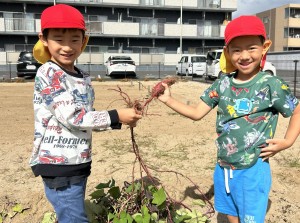 さつまいも掘りをしたよ🍠（３・４・５歳児）
