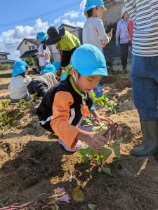さつまいも掘りをしたよ🍠（３・４・５歳児）