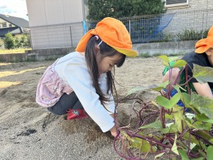 さつまいも掘りをしたよ🍠（３・４・５歳児）